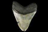Fossil Megalodon Tooth - North Carolina #124932-2